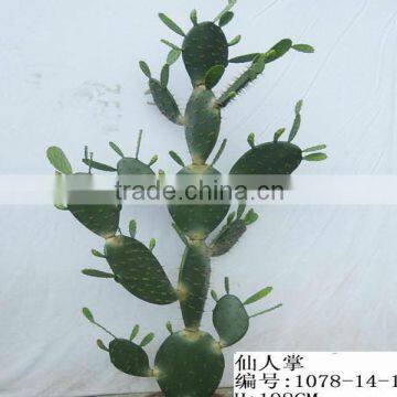 large cactus plant for indoor decoration