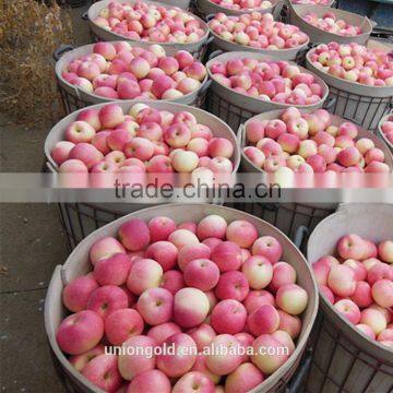 Chinese Fuji Fresh Red Apple photo-3