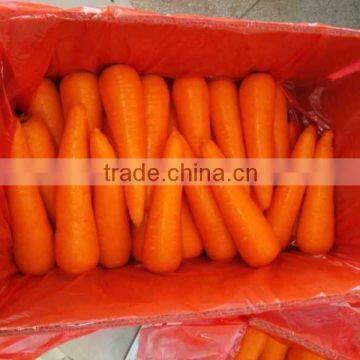 Chinese fresh carrot for sale