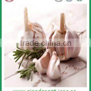 Fresh China Jinxiang New Crop Normal White Garlic photo-5