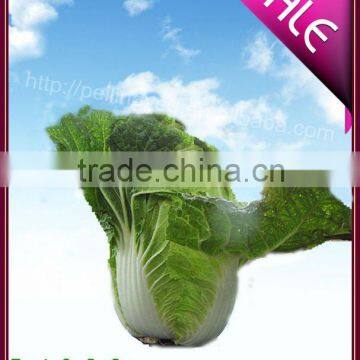 fresh chinese cabbage