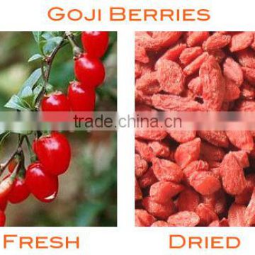 China Pure Natural Medlar/bagas-goji Food