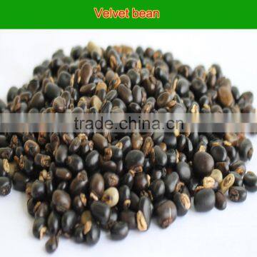 L-dopa 98% from Thailand mucuna pruriens seeds