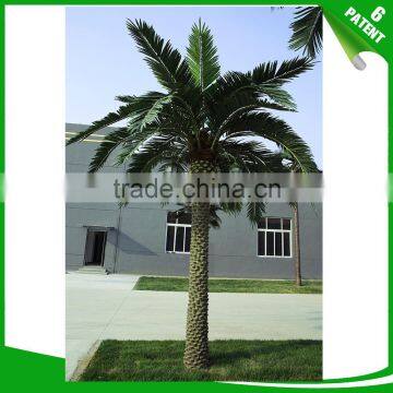 Patented and Customized Date Palm Tree for Garden Decoration photo-4
