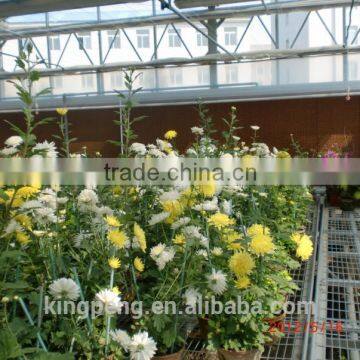 Galvanized Pipe Frame And Glass Covered Garden Greenhouse For Flowers photo-2
