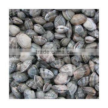 Choice Quality Frozen Vacuum Packed Cooked Short Necked Clam photo-6