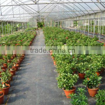 Adenium Obesum ( Desert Rose) photo-4