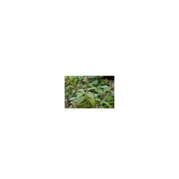 sell Coleus Forskohlii Extract