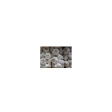 normal white garlic