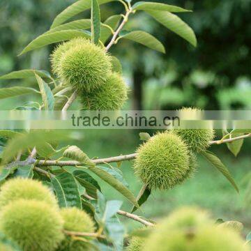 New Crop Organic Fresh Bulk Chestnuts