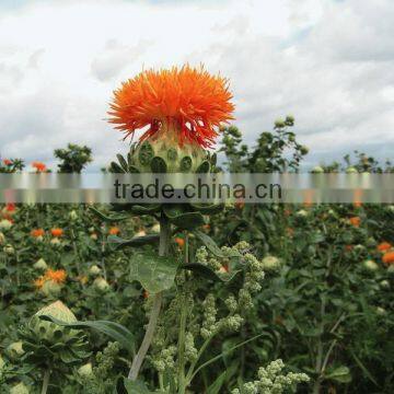 Pure Safflower Oil Wholesale photo-2