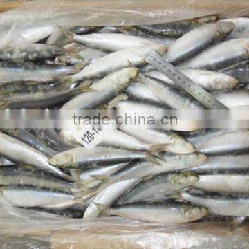 Frozen sardines for canning supplier(frozen on land) 120 - 140 pcs