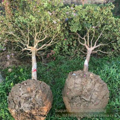Price List of Crape Myrtle Trees in 2020 photo-2