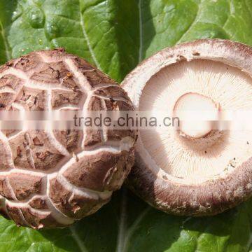 Flower White Mushroom Cultivation photo-6