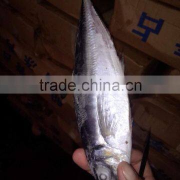 2015 frozen horse mackerel wr 100-200g seafrozen