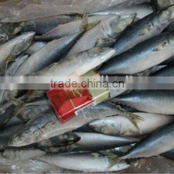 Frozen Pacific Mackerel Size More Than 0.40kg Per Piece