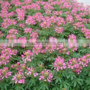 Spiny Spiderflower ,Cleome.,flower Seed,herb Seed,vegetalbe Seed,fruit Seed,grass Seed photo-6