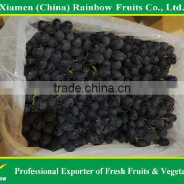 Grape fresh of Chinese black grape from Yunnan area