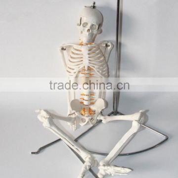 Medical standard human skeleton model skeleton teaching model 85CM skeleton can be bent