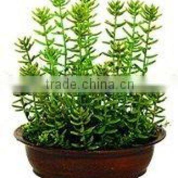 artificial 10-90cm bush/ fern/ grass/ decoration