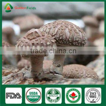 Organic Shiitake Mushroom Growing Spawn Log Kit Company for Garden Farm Greenhouses