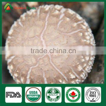 Anti-cancer Edibal Fungus Healthy Food Greenhouse Production Cap Stem Wholepart Fresh Dried Shiitake Mushroom