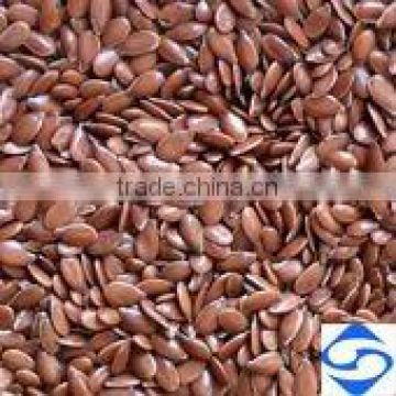 flax seed lin seed