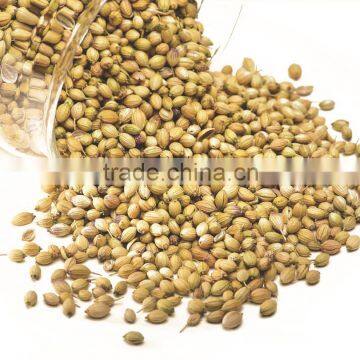 Coriander Seed