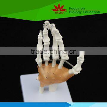 Hot selling PVC Human Life-size hand joint with ligaments skeleton model