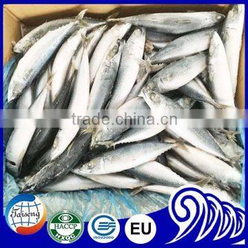 frozen sea food frozen pacific mackerel whole round