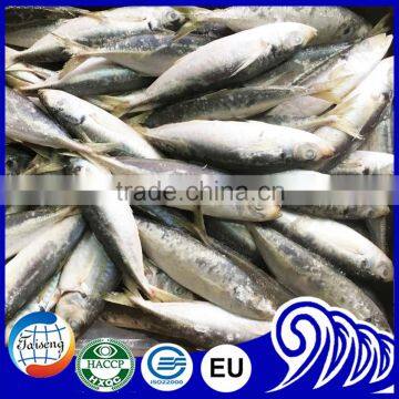 High Quality Round Scad Fish for Buyer photo-2