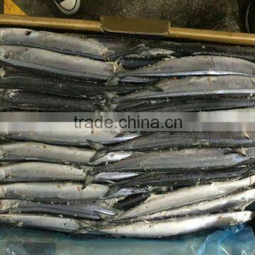 frozen pacific saury (100-120g )