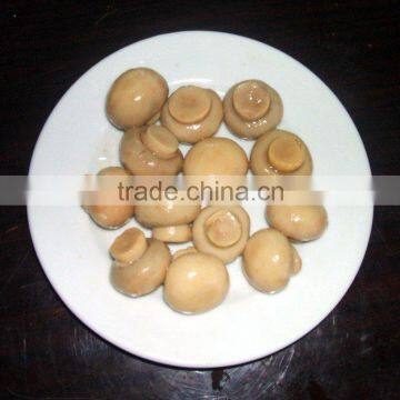 New Season Canned Whole Mushroom photo-3