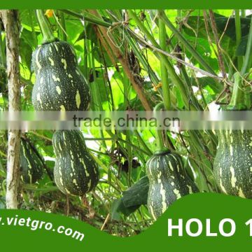 High Yield F1 Hybrid Pumpkin Seed - HOLO 110