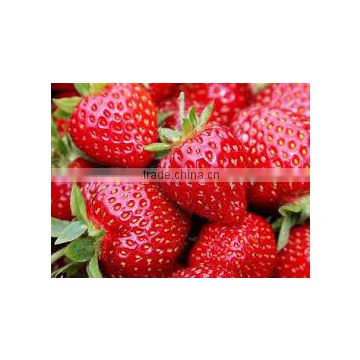 Strawberry Egyptian Exporters