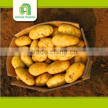 fresh white fresh potato for wholesales