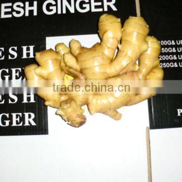 New Crop 2013 Fresh Ginger