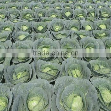 cabbage seeds green cabbage seeds