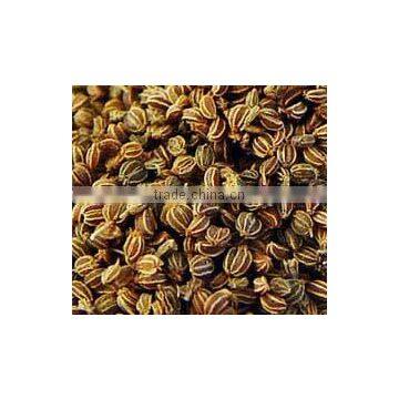 No. 1 Exporter of Celery Seed Essential Oil photo-2