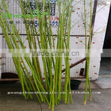 SJLJ013166 Artificial Plant / Fake Plastic Bamboo / Plastic Garden Fence for Home Garden Decoration photo-5