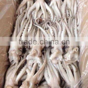 Seafood Illex Squid Frozen Squid Tentacle