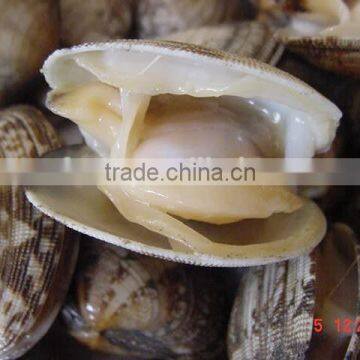 seafood frozen canned baby clam