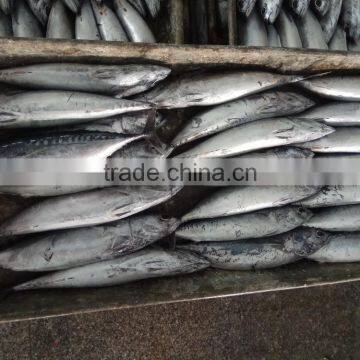 Frozen Bonito Tuna Whole Frozen New Fish photo-2
