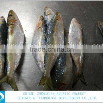 for Market Fresh Fish Frozen Sardine 120-150g photo-3
