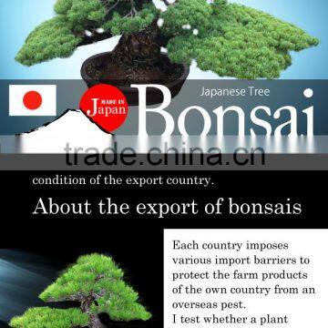 a Heart Feels Relaxed and High Quality Cheap Bonsai Pots Tree With Eco-friendly Made in Japan photo-2