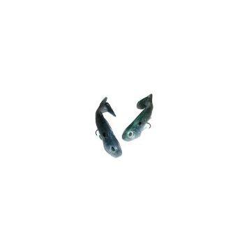 United States Shad