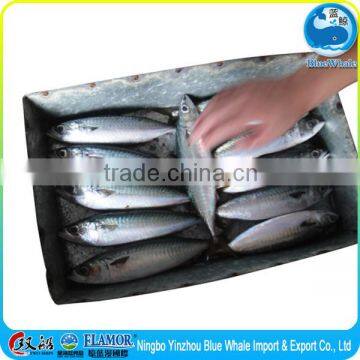 exporting mackerel with competitive price export factory