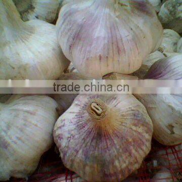 Chinese Fresh Red Garlic