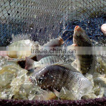 Tilapia Fish