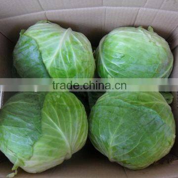 Fresh Chinese Cabbage photo-3